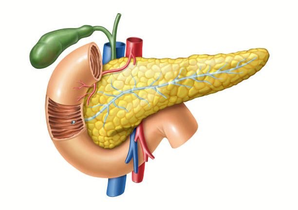 Anatomy drawing showing the pancreas, duodenum, and gallbladder. Digital illustration